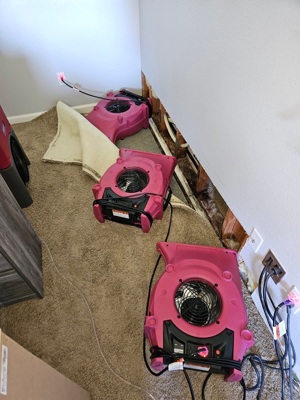 Several air movers along exposed wall studs with carpet pulled back.